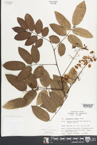 Lonchocarpus patens image