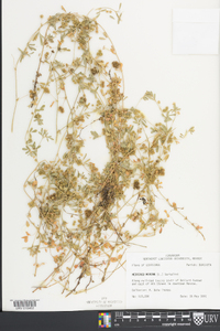 Medicago minima image