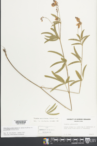 Orbexilum pedunculatum image