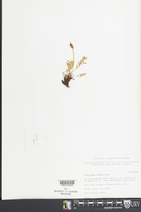 Oxytropis maydelliana image