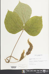 Pueraria montana image