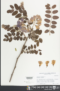 Robinia hispida image