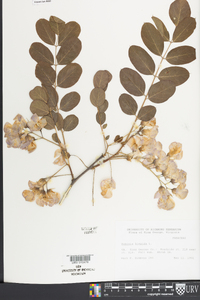 Robinia hispida image