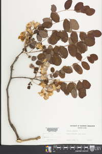 Robinia hispida image