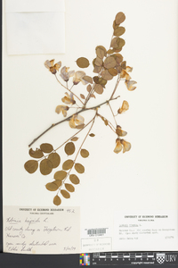 Robinia hispida image