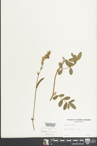 Tephrosia spicata image