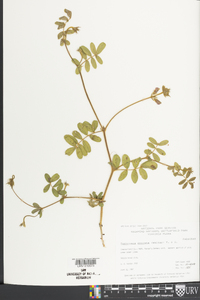 Tephrosia spicata image