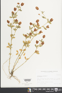 Trifolium aureum image