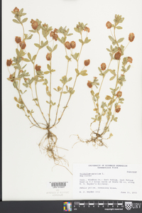 Trifolium aureum image