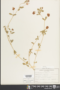 Trifolium aureum image