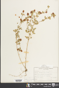 Trifolium aureum image