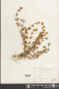 Trifolium arvense image