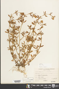 Trifolium arvense image