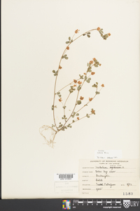 Trifolium dubium image