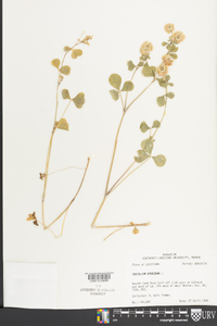 Trifolium hybridum image