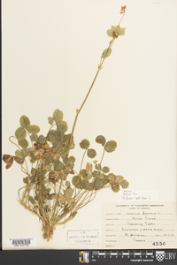 Trifolium hybridum image