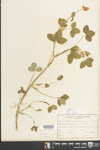 Trifolium hybridum image