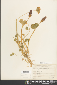 Trifolium incarnatum image