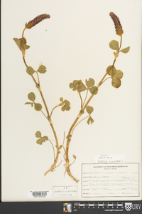 Trifolium incarnatum image