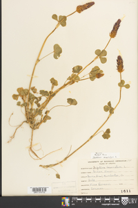 Trifolium incarnatum image