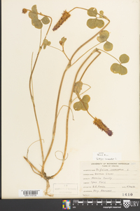 Trifolium incarnatum image