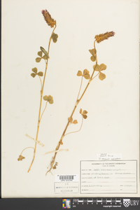 Trifolium incarnatum image