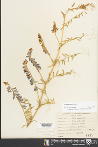 Vicia villosa subsp. varia image