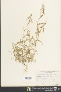 Vicia hirsuta image