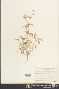 Vicia hirsuta image