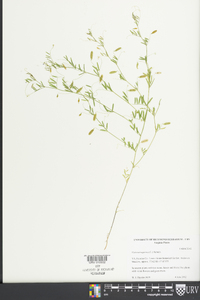 Vicia tetrasperma image