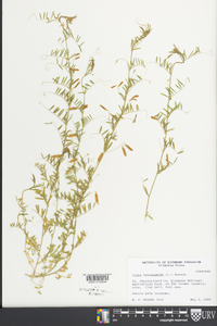 Vicia tetrasperma image