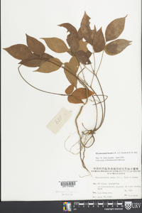 Hylodesmum laxum image