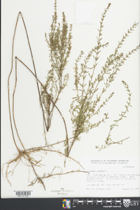 Lythrum lineare image