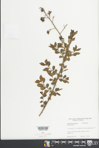 Lagerstroemia indica image