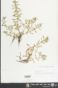 Rotala ramosior image