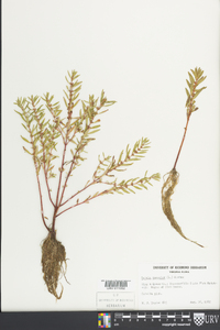 Rotala ramosior image