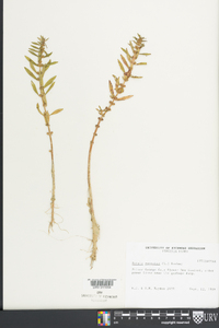 Rotala ramosior image