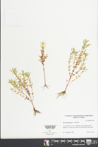 Rotala ramosior image