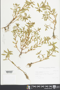 Rotala ramosior image