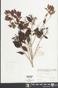 Syzygium levinei image