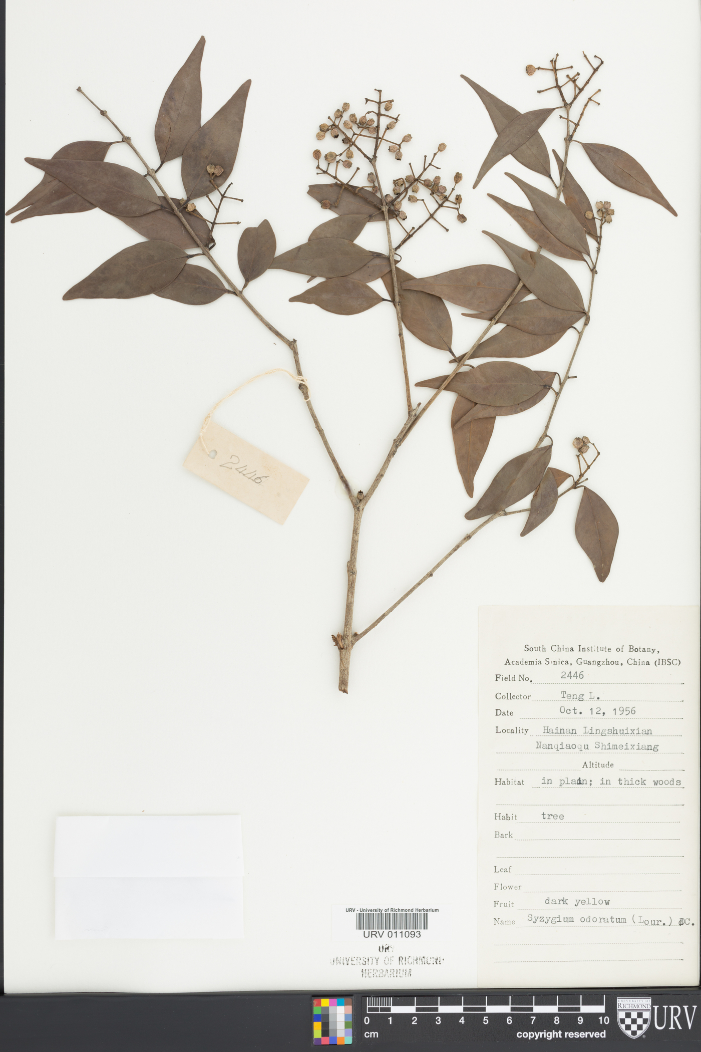 Syzygium odoratum image