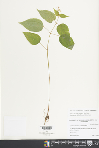 Circaea canadensis image