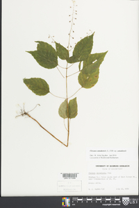 Circaea canadensis image