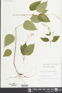 Circaea canadensis image