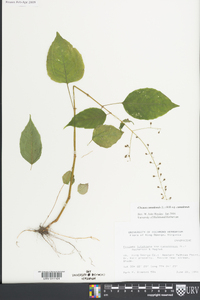 Circaea canadensis image