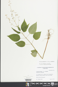 Circaea canadensis image