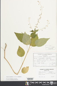 Circaea canadensis image