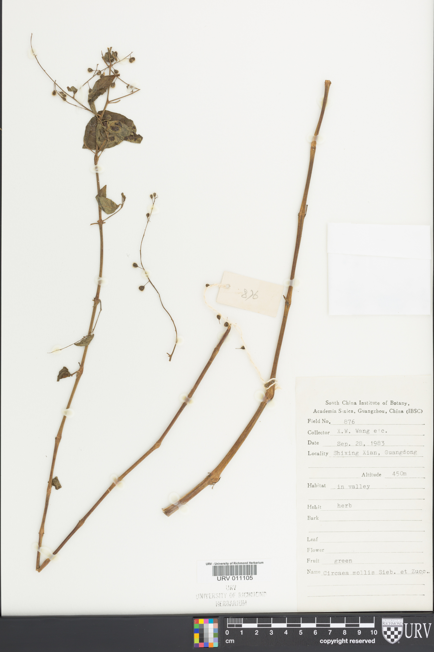 Circaea mollis image