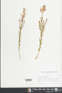 Epilobium halleanum image