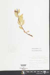 Chamerion latifolium image